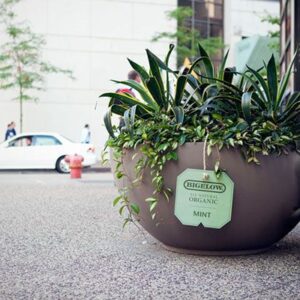 chậu cây xi măng tạo hình