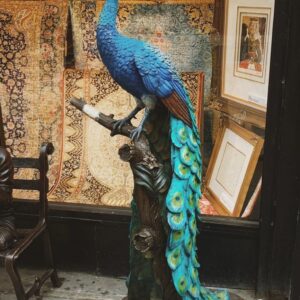 tượng chim công xi măng