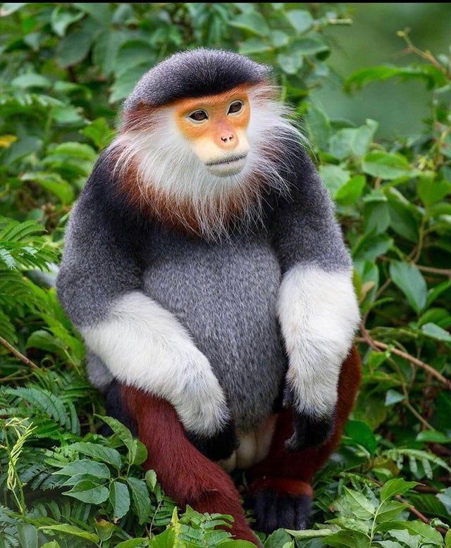 dự án tượng vooc tại quảng nam